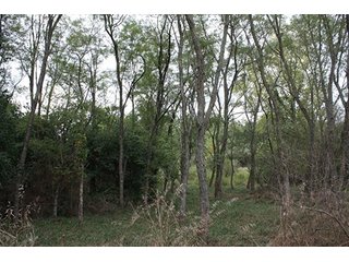 Property photo 85 - 419 +/- Acres offered in 6 Tracts, Land Auction